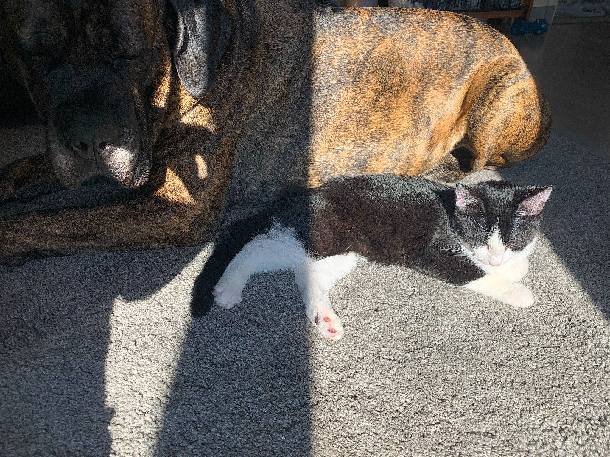 Shani participe au concours pour gagner de l'argent avec cette photo : asphalt, carnivore, cat, claw, domestic_short_haired_cat, felidae, fur, grass, grey, paw, road, road_surface, sand, shadow, sidewalk, small_to_medium_sized_cats, tail, tree, whiskers, wood