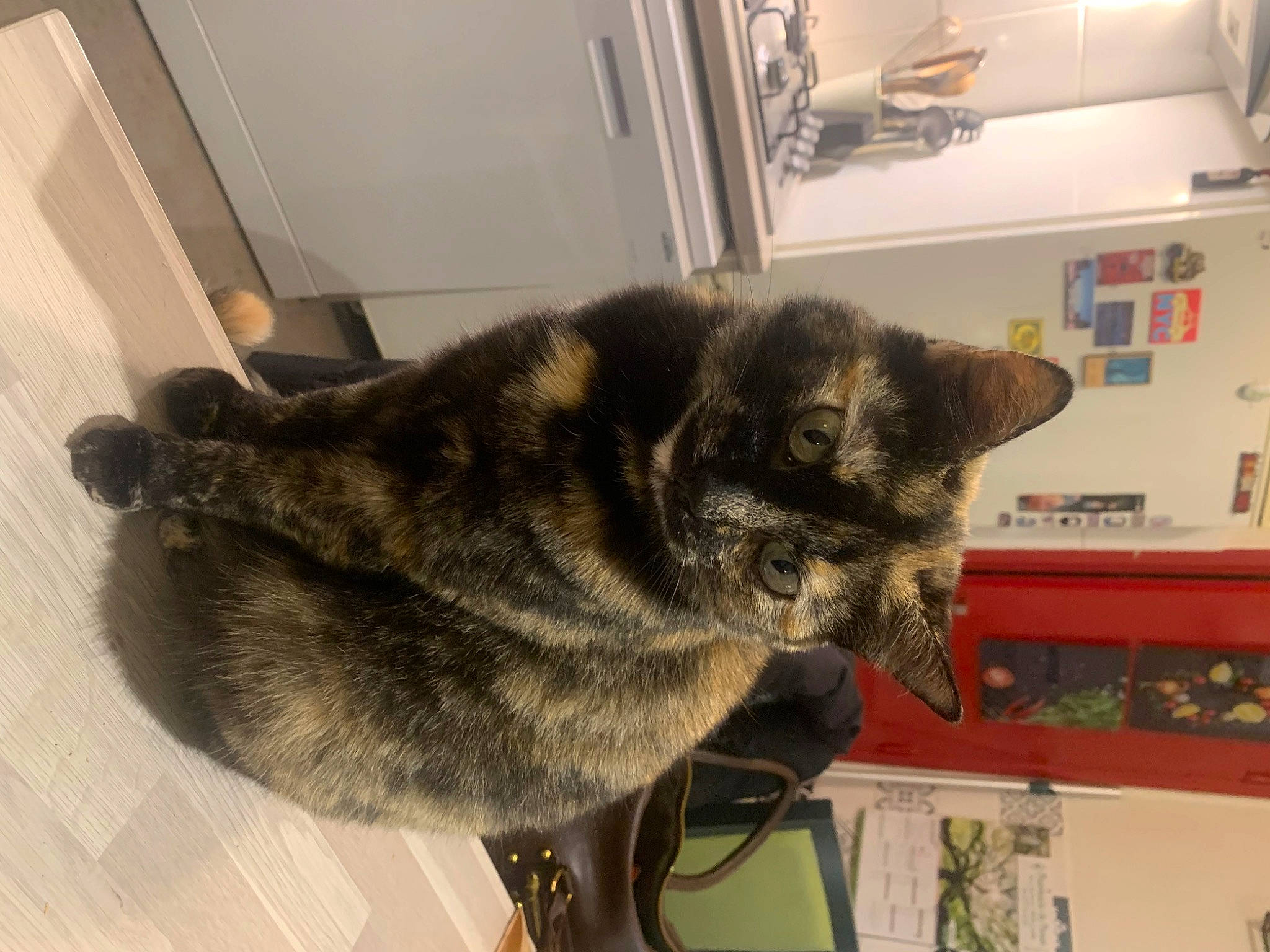 Maya participe au concours pour gagner de l'argent avec cette photo : carnivore, cat, claw, comfort, domestic_short_haired_cat, felidae, flooring, fur, hardwood, paw, room, small_to_medium_sized_cats, snout, tail, terrestrial_animal, whiskers