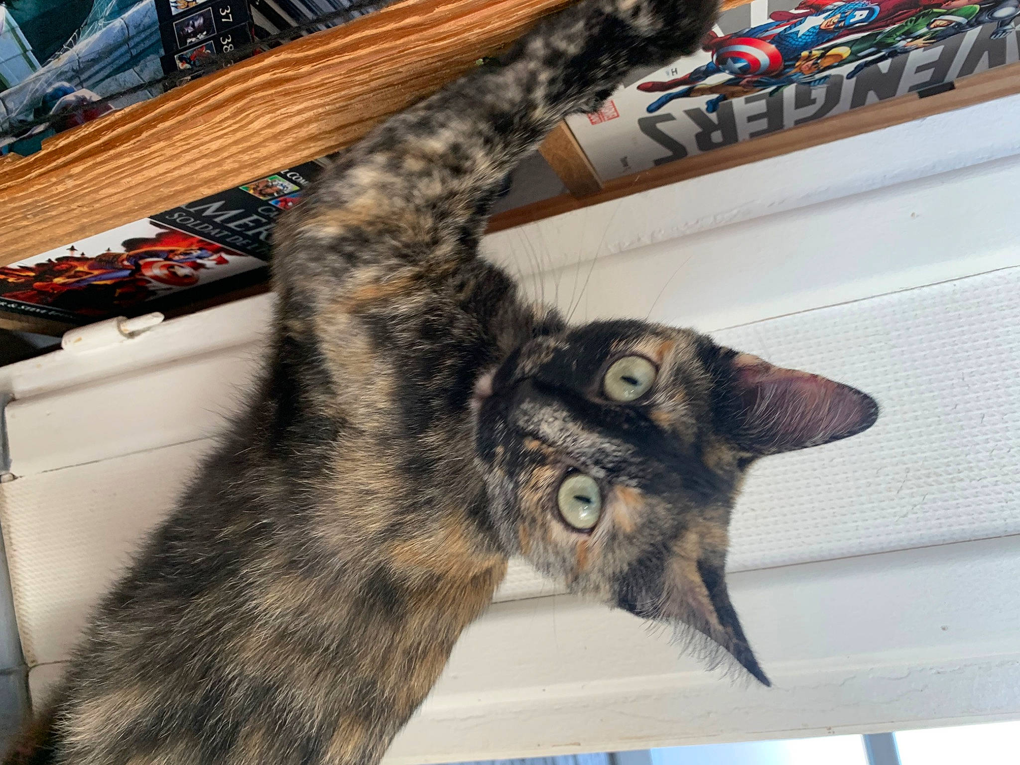 Maya participe au concours pour gagner de l'argent avec cette photo : carnivore, cat, claw, domestic_short_haired_cat, ear, eye, felidae, fur, metal, paw, small_to_medium_sized_cats, snout, tail, whiskers, wood