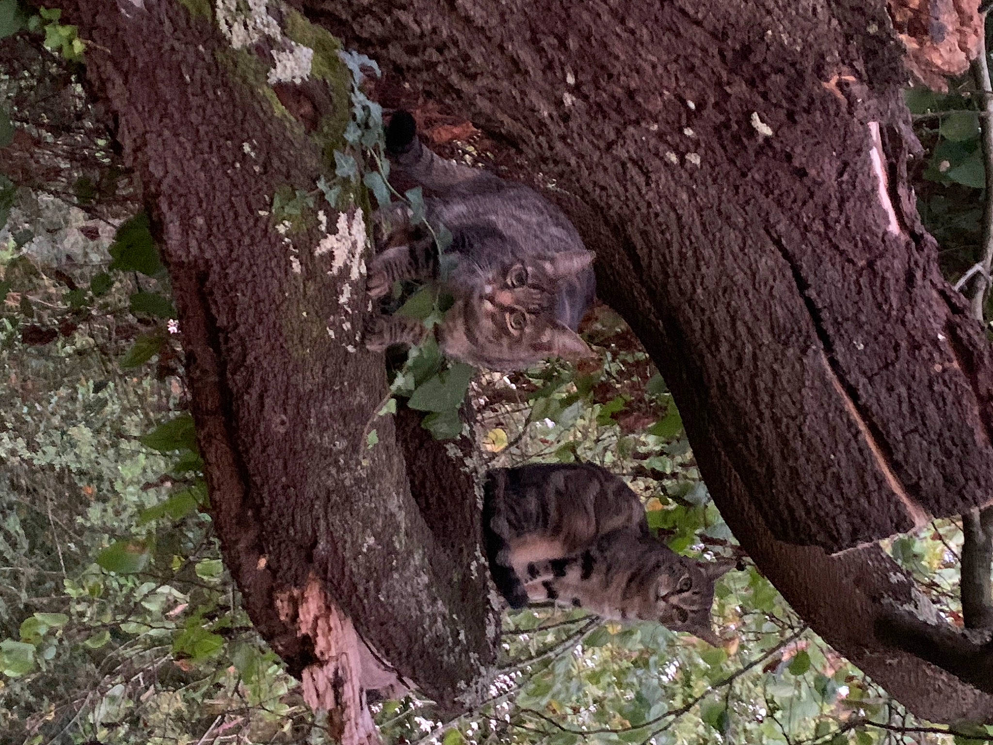 Maya a rejoint le concours — aidez-le/la à gagner de superbes lots ! bat, bedrock, brown, carnivore, cat, felidae, fur, plant, soil, tail, terrestrial_animal, tree, trunk, twig, wildlife, wood, woodland