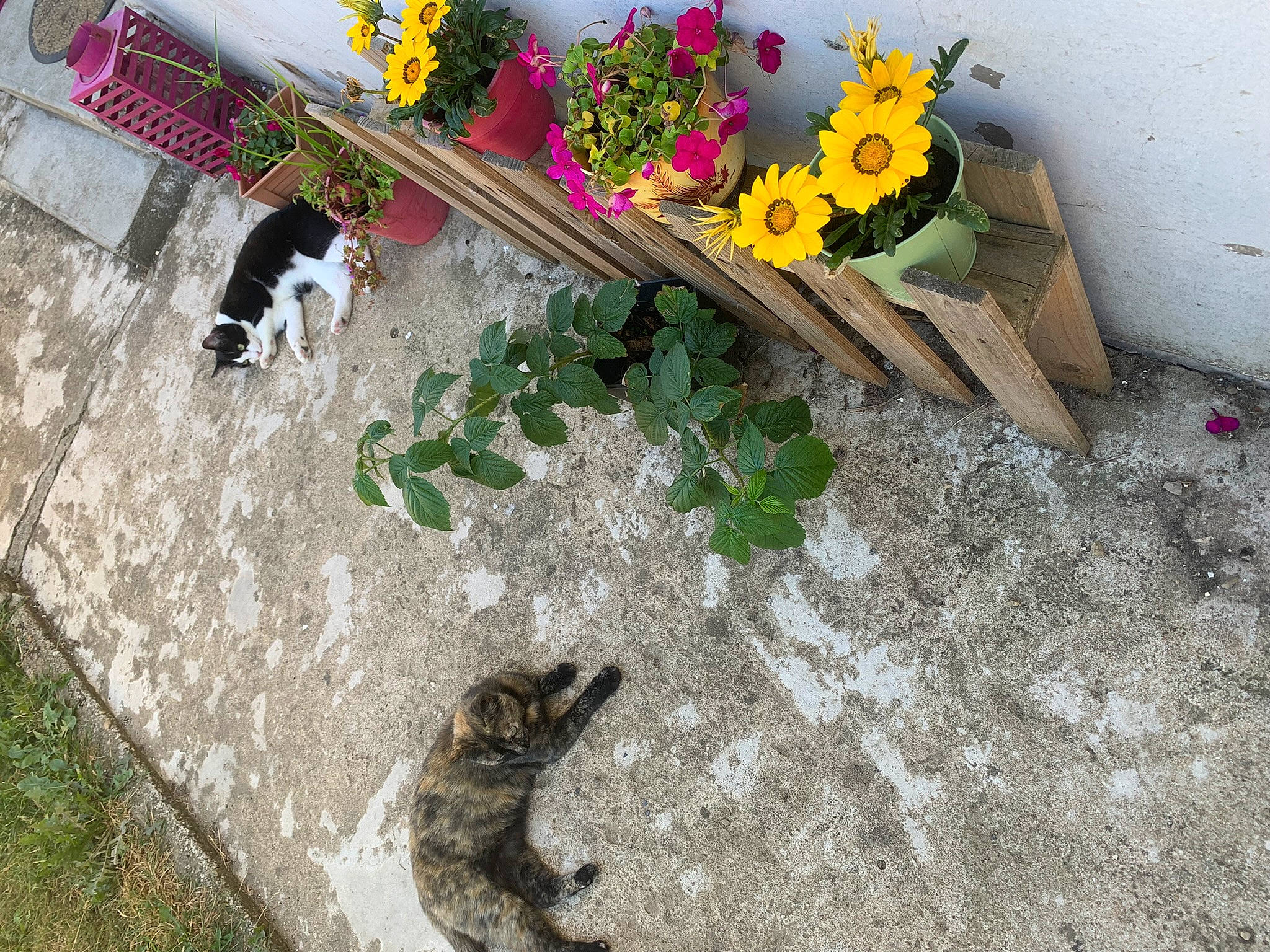 Maya a rejoint le concours — aidez-le/la à gagner de superbes lots ! american_crocodile, annual_plant, concrete, crocodilia, cut_flowers, floral_design, flower, flower_arranging, font, grass, herbaceous_plant, landscape, petal, plant, reptile, scaled_reptile, soil, terrestrial_animal, wall, yellow