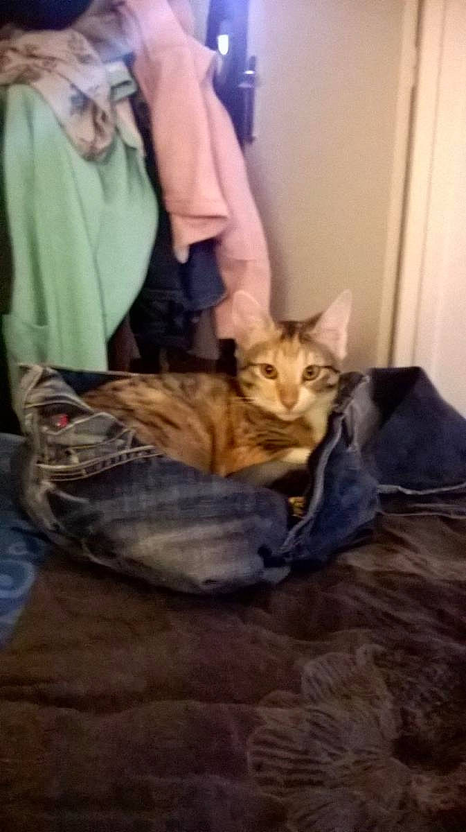 Kiara participe au concours pour gagner de l'argent avec cette photo : carnivore, cat, comfort, domestic_short_haired_cat, door, fawn, felidae, fur, hardwood, linens, room, sitting, sleeve, small_to_medium_sized_cats, whiskers, wood