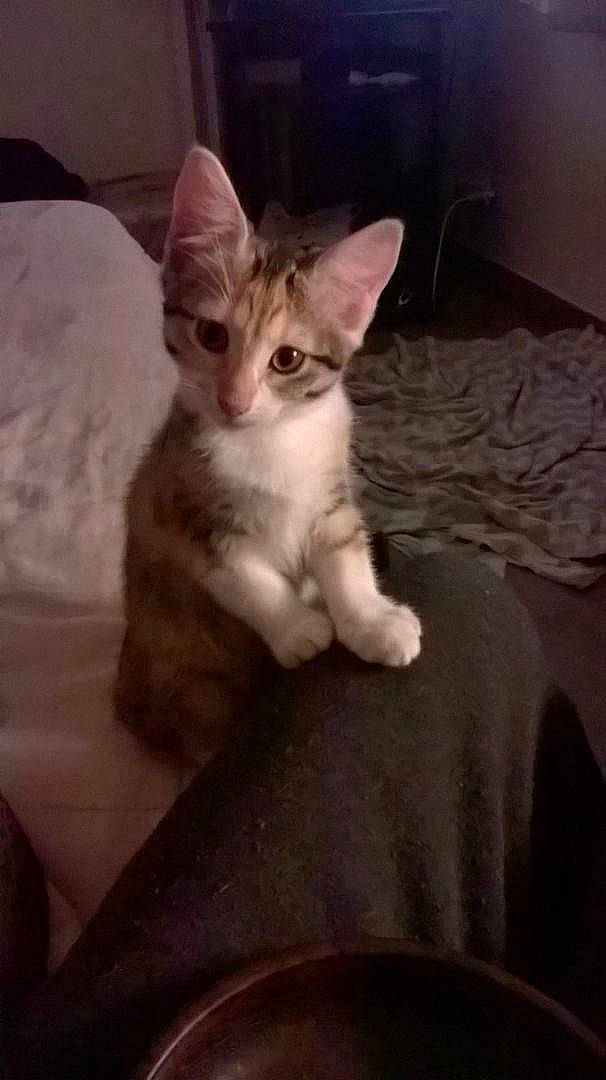 Kiara participe au concours pour gagner de l'argent avec cette photo : carnivore, cat, comfort, domestic_short_haired_cat, fawn, felidae, fur, paw, small_to_medium_sized_cats, snout, tail, terrestrial_animal, whiskers