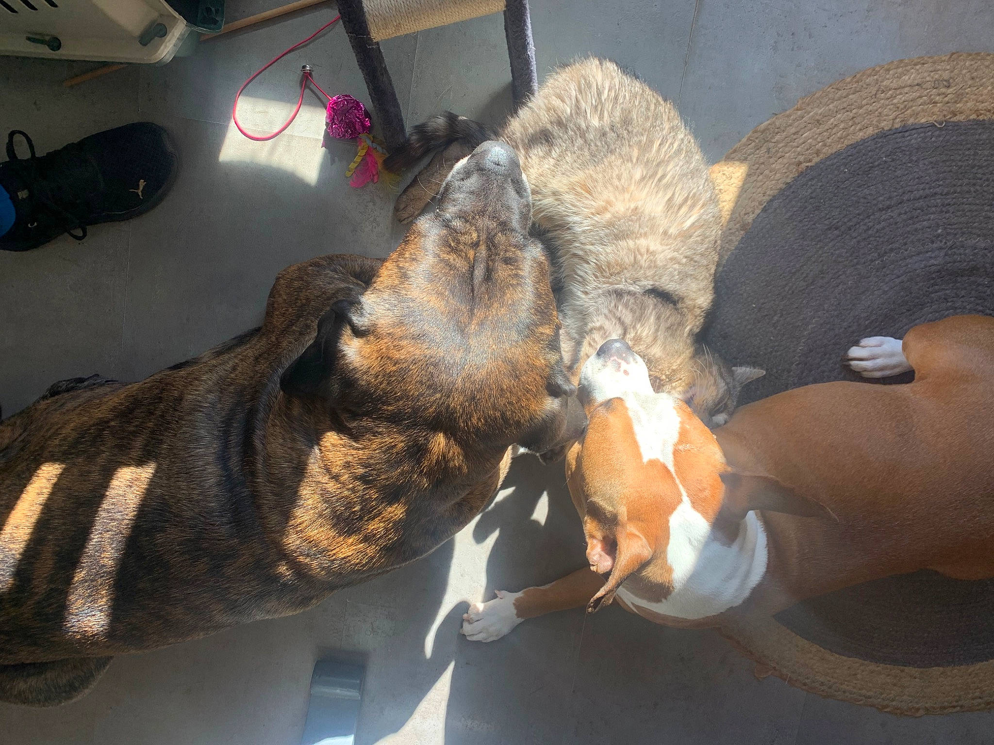 Jazz a rejoint le concours — aidez-le/la à gagner de superbes lots ! canidae, claw, dog_breed, ear, fur, gesture, glove, metal, snout, sporting_group, tail, terrestrial_animal, toy, working_animal, wrist