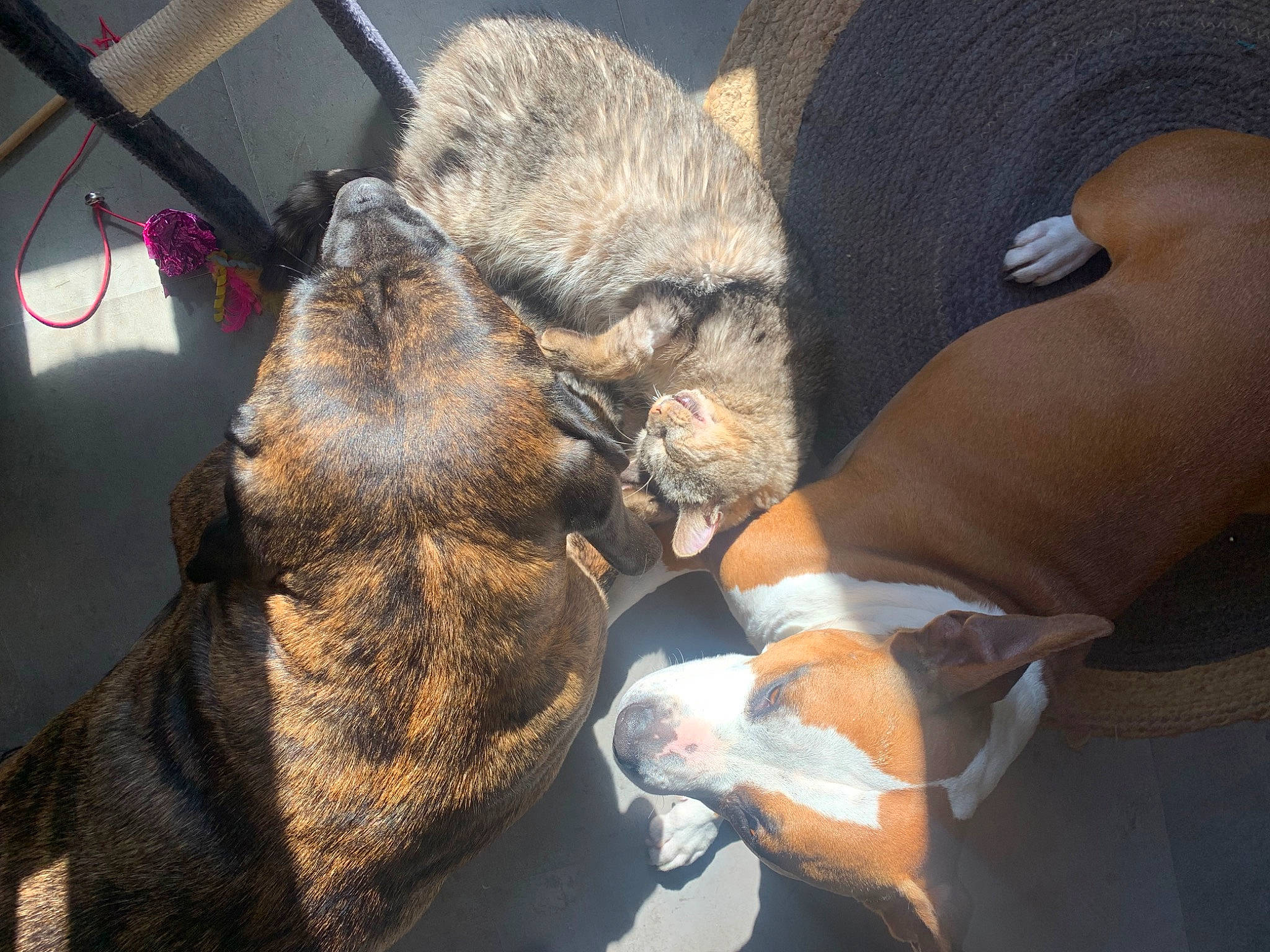 Jazz a rejoint le concours — aidez-le/la à gagner de superbes lots ! claw, comfort, dog_breed, event, fawn, flesh, fur, gesture, human_leg, medical_glove, medical_procedure, safety_glove, service, sporting_group, terrestrial_animal, whiskers, wildlife_biologist, working_animal, wrinkle, wrist