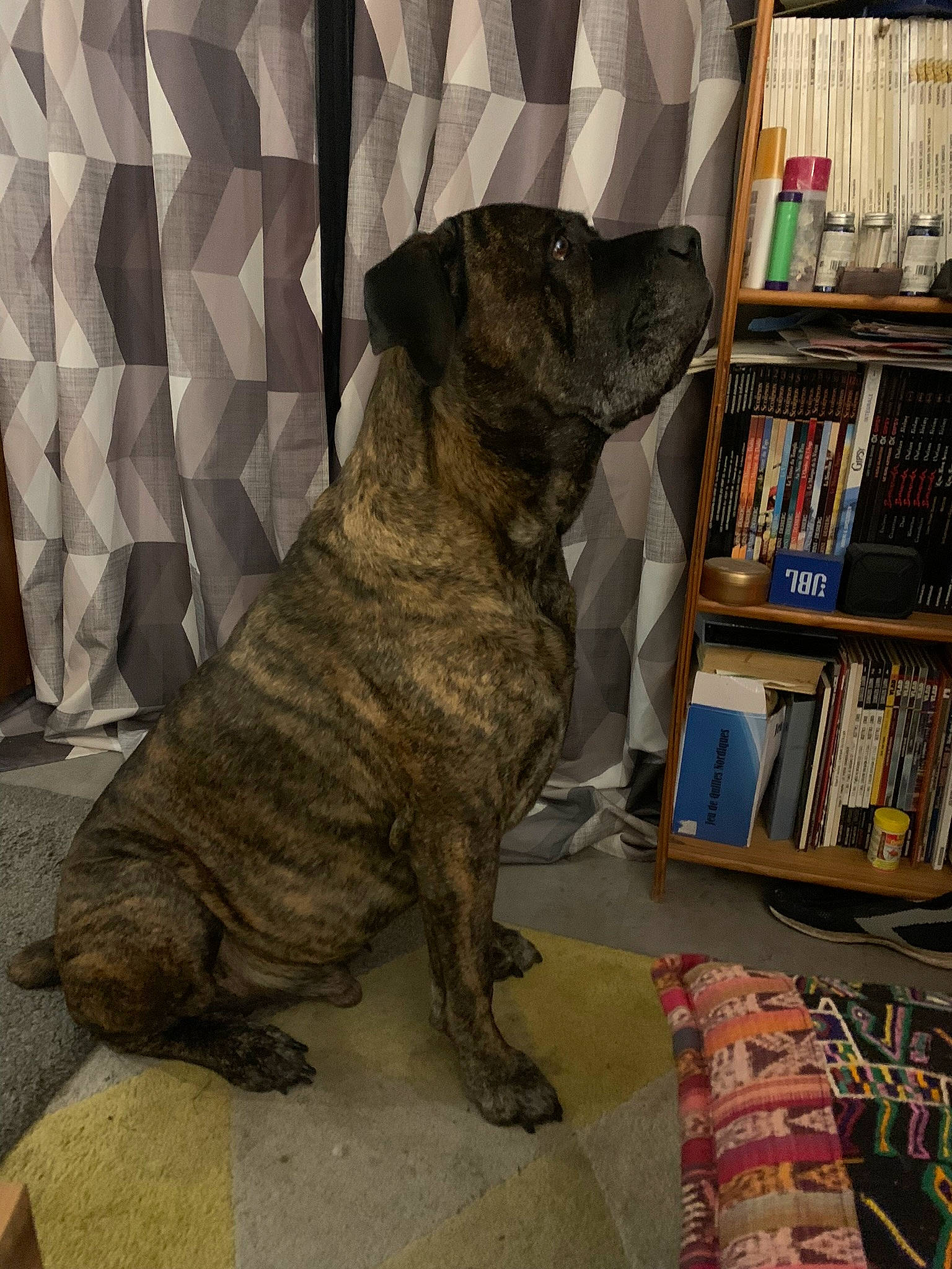 Jazz participe au concours pour gagner de l'argent avec cette photo : book, bookcase, canidae, carnivore, companion_dog, dog, dog_breed, fawn, flooring, fur, gun_dog, publication, shelf, shelving, snout, sporting_group, tail, terrestrial_animal, wood, working_animal