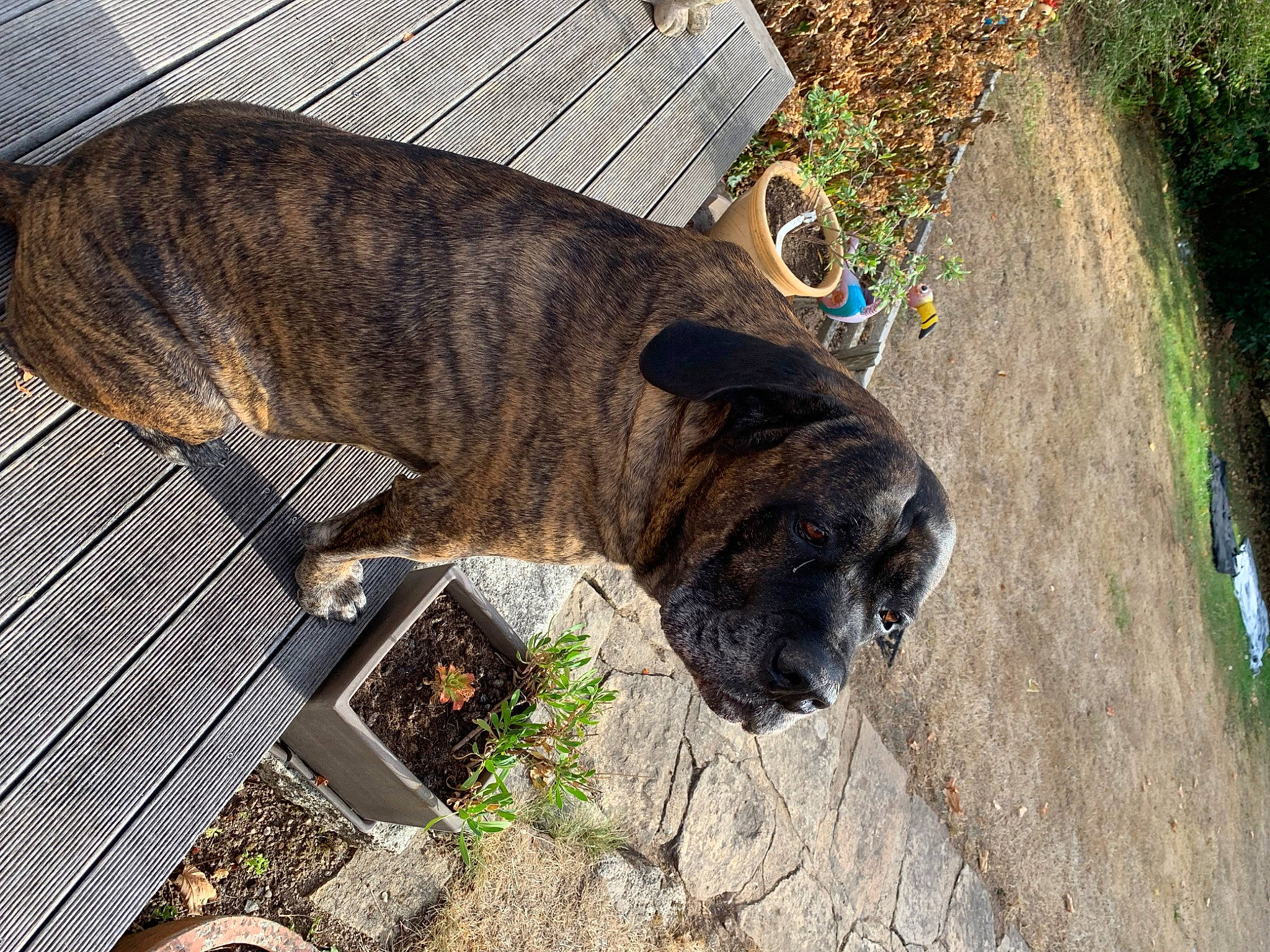 Jazz participe au concours pour gagner de l'argent avec cette photo : canidae, carnivore, collar, companion_dog, dog, dog_breed, dog_collar, fawn, fur, grass, guard_dog, liver, plant, snout, soil, sporting_group, tail, terrestrial_animal, wood, working_animal