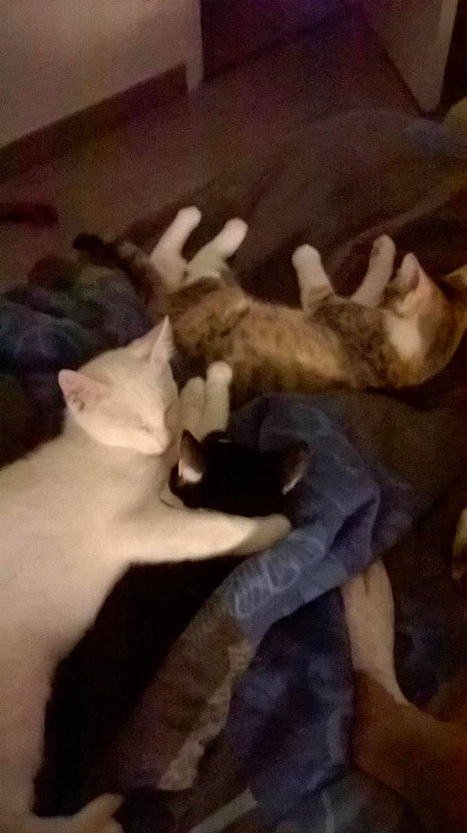 Booh participe au concours pour gagner de l'argent avec cette photo : art, canidae, carnivore, cloud, comfort, companion_dog, dog_breed, fawn, felidae, fur, linens, nap, painting, paw, small_to_medium_sized_cats, sporting_group, tail, visual_arts, whiskers, wood