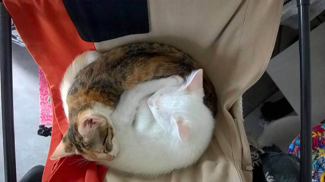 Booh a rejoint le concours — aidez-le/la à gagner de superbes lots ! canidae, carnivore, cat, comfort, companion_dog, dog_breed, domestic_rabbit, domestic_short_haired_cat, fawn, felidae, fur, nap, paw, rabbit, rabbits_and_hares, small_to_medium_sized_cats, snout, sporting_group, tail, whiskers