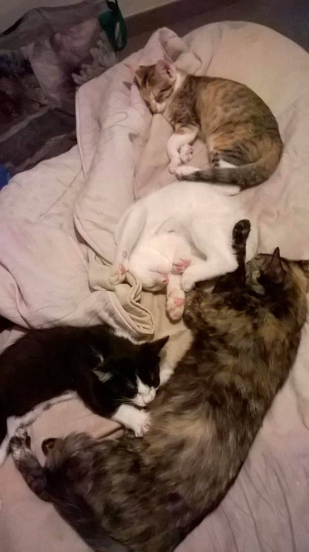 Booh participe au concours pour gagner de l'argent avec cette photo : canidae, carnivore, cat, claw, comfort, dog_breed, domestic_short_haired_cat, ear, felidae, fur, mammal, nap, paw, sleep, small_to_medium_sized_cats, snapshot, tail, vertebrate, whiskers, white