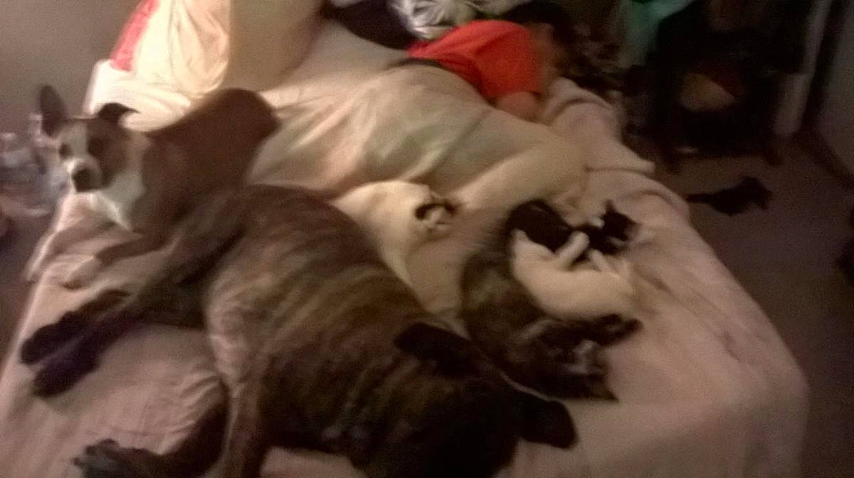 Booh participe au concours pour gagner de l'argent avec cette photo : canidae, carnivore, comfort, companion_dog, dog, dog_breed, fawn, felidae, fur, guard_dog, nap, paw, schnauzer, small_to_medium_sized_cats, snout, sporting_group, tail, toy_dog, whiskers, working_animal