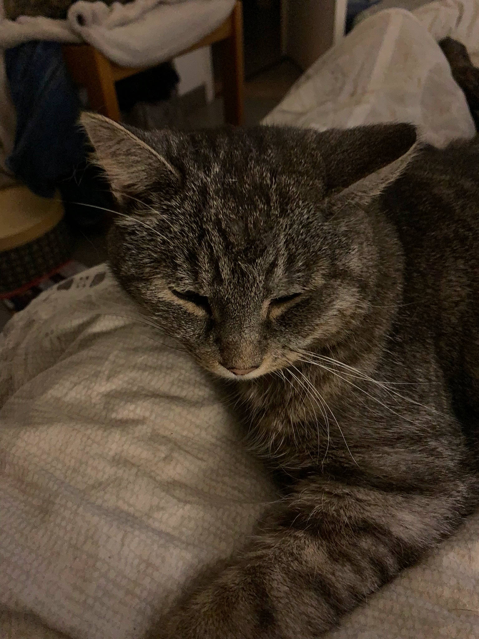 Nelson participe au concours pour gagner de l'argent avec cette photo : carnivore, cat, claw, comfort, domestic_short_haired_cat, felidae, fur, grey, nap, paw, sleep, small_to_medium_sized_cats, snout, tail, terrestrial_animal, tree, whiskers