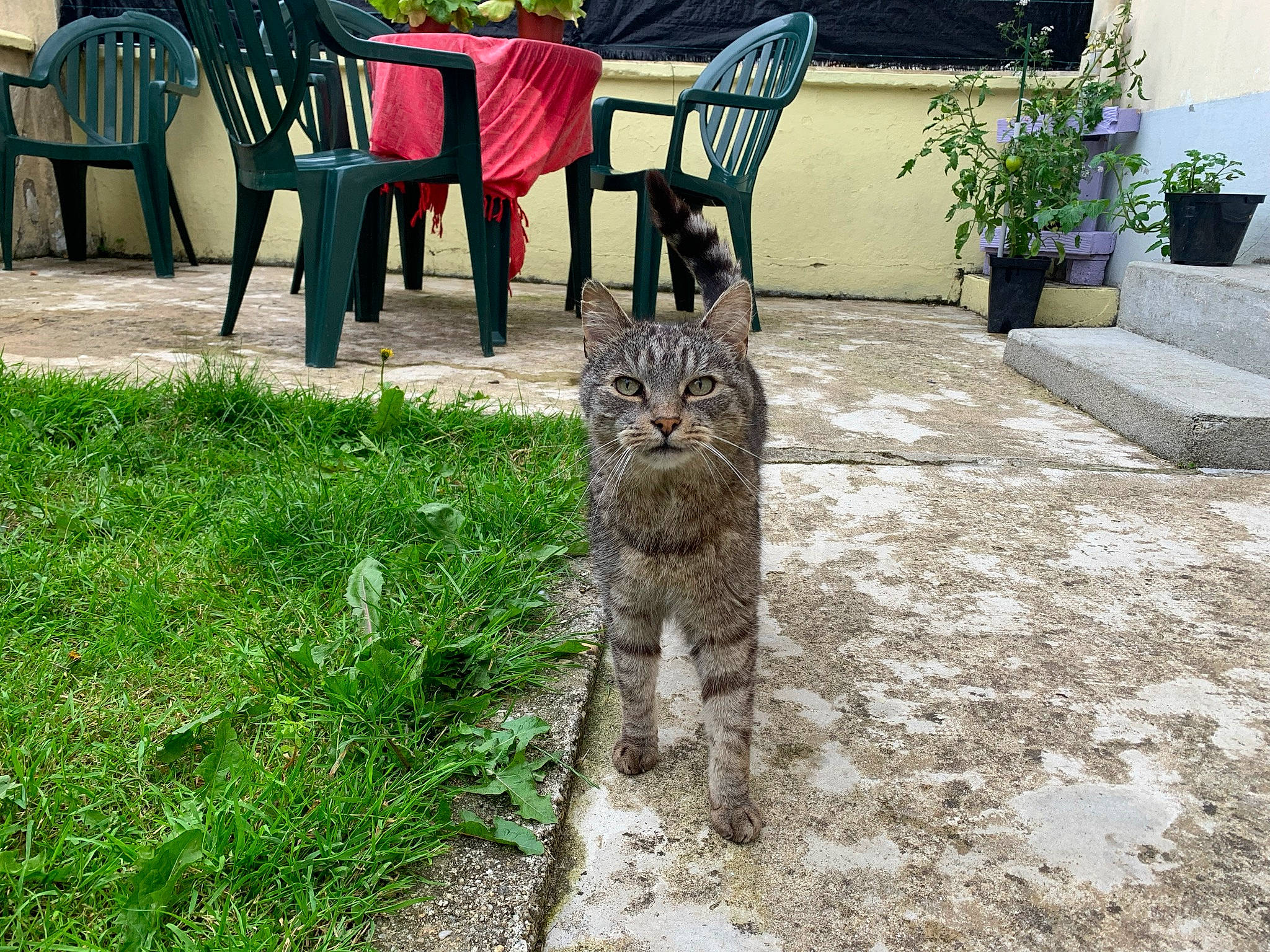 Nelson participe au concours pour gagner de l'argent avec cette photo : carnivore, cat, chair, domestic_short_haired_cat, fawn, felidae, flagstone, flooring, flowerpot, grass, groundcover, houseplant, outdoor_furniture, plant, road_surface, small_to_medium_sized_cats, tail, terrestrial_animal, whiskers, wood