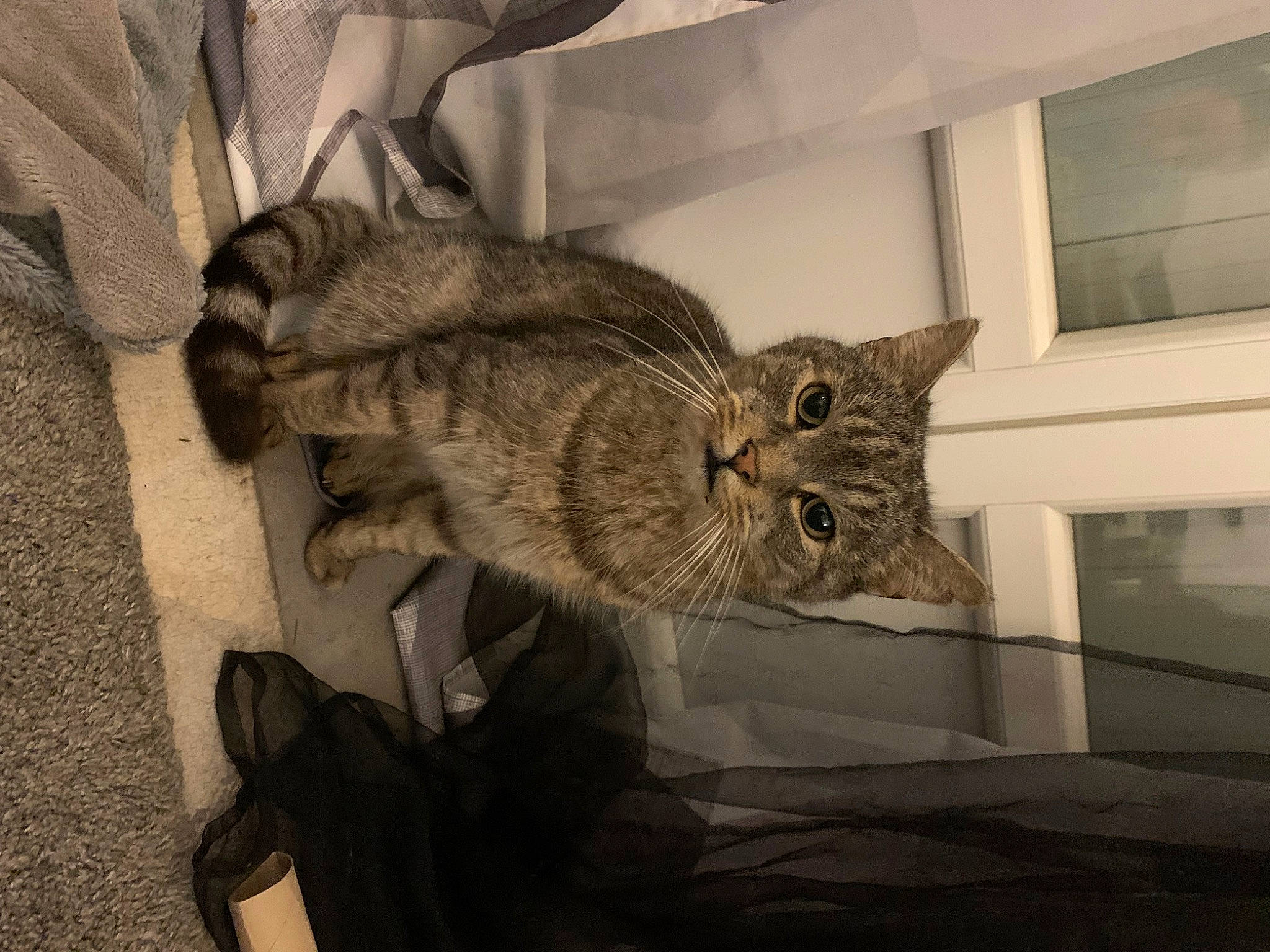 Nelson a rejoint le concours — aidez-le/la à gagner de superbes lots ! carnivore, cat, claw, comfort, domestic_short_haired_cat, ear, eye, felidae, fur, glasses, grey, paw, shelf, small_to_medium_sized_cats, snout, tail, whiskers, window, wood