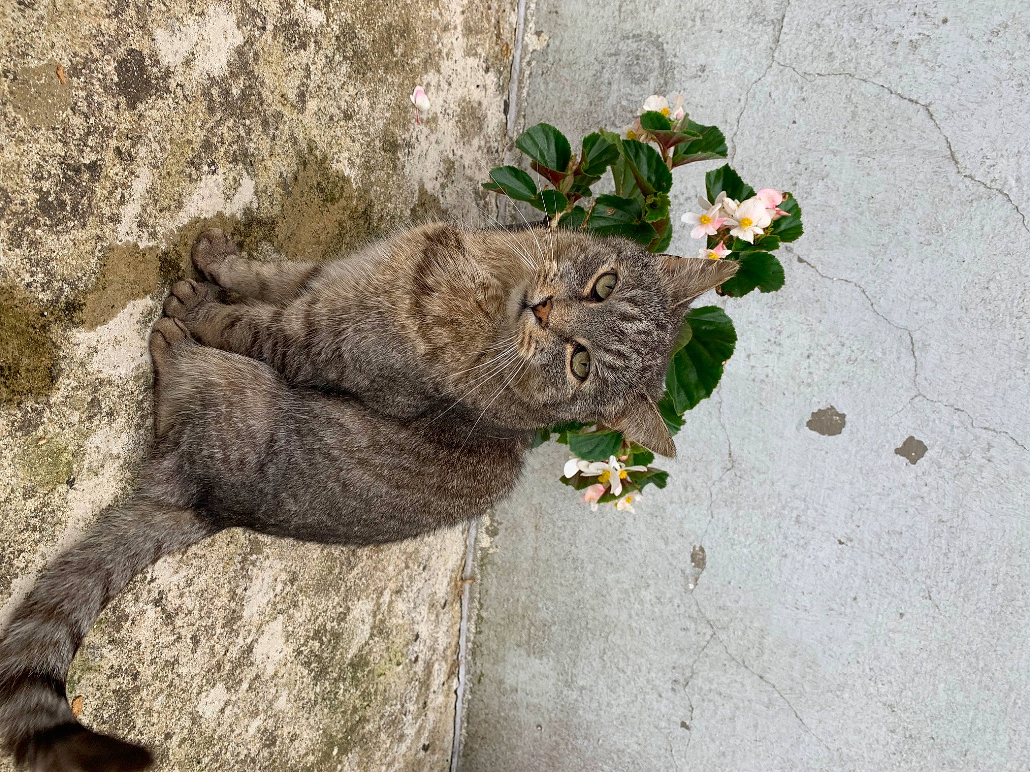 Nelson participe au concours pour gagner de l'argent avec cette photo : asphalt, bedrock, carnivore, cat, concrete, fawn, felidae, flower, fur, grass, grey, groundcover, plant, road_surface, small_to_medium_sized_cats, snout, tail, terrestrial_animal, tree, whiskers
