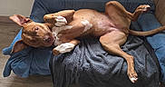 Hava participe au concours pour gagner de l'argent avec cette photo : animal, bed, blanket, brown_dog, canine, comfortable, dog, dog_bed, domestic_animal, ears, fur, indoor, lying_down, nose, paw, pet, playful, relaxed, tail, wood_floor