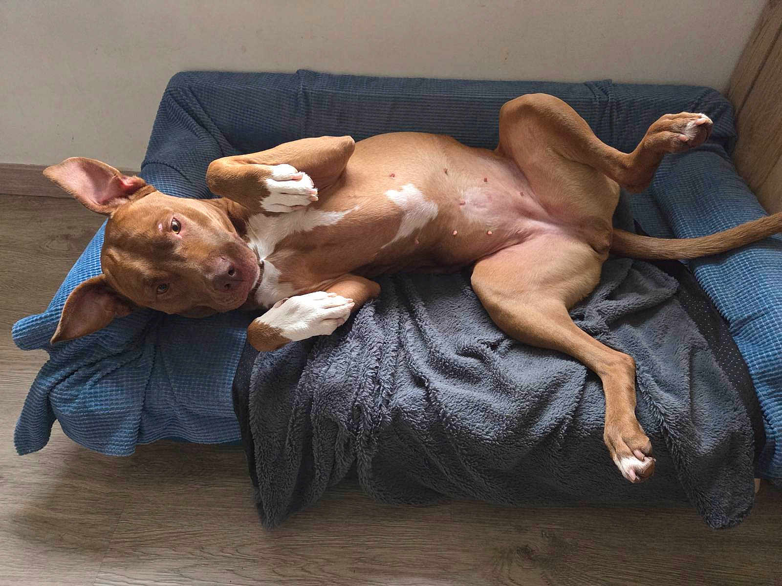 Hava participe au concours pour gagner de l'argent avec cette photo : dog, brown_dog, dog_bed, blanket, indoor, pet, relaxed, playful, ears, wood_floor, fur, canine, animal, lying_down, comfortable, domestic_animal, paw, nose, tail, bed