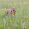 Hava a rejoint le concours — aidez-le/la à gagner de superbes lots ! dog, canine, brown_dog, meadow, wildflowers, yellow_flowers, grass, outdoor, nature, pet, collar, harness, standing, tongue_out, happy, playful, rural, summer, flower_field, animal_portrait