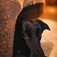 Atlas a rejoint le concours — aidez-le/la à gagner de superbes lots ! dog, black_dog, pet, indoor, couch, brown, fur, animal, canine, closeup, face, eyes, cozy, home, floor, portrait, looking, expression, warm_light, shadow