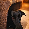 dog, black_dog, pet, indoor, couch, brown, fur, animal, canine, closeup, face, eyes, cozy, home, floor, portrait, looking, expression, warm_light, shadow