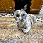 Pancake is registered to the contest to win money with this photo: cat, feline, pet, blue_eyes, whiskers, paws, fur, indoor, kitchen, hardwood_floor, cabinets, stove, rug, close_up, portrait, laying, domestic_cat, curious, cute, floor