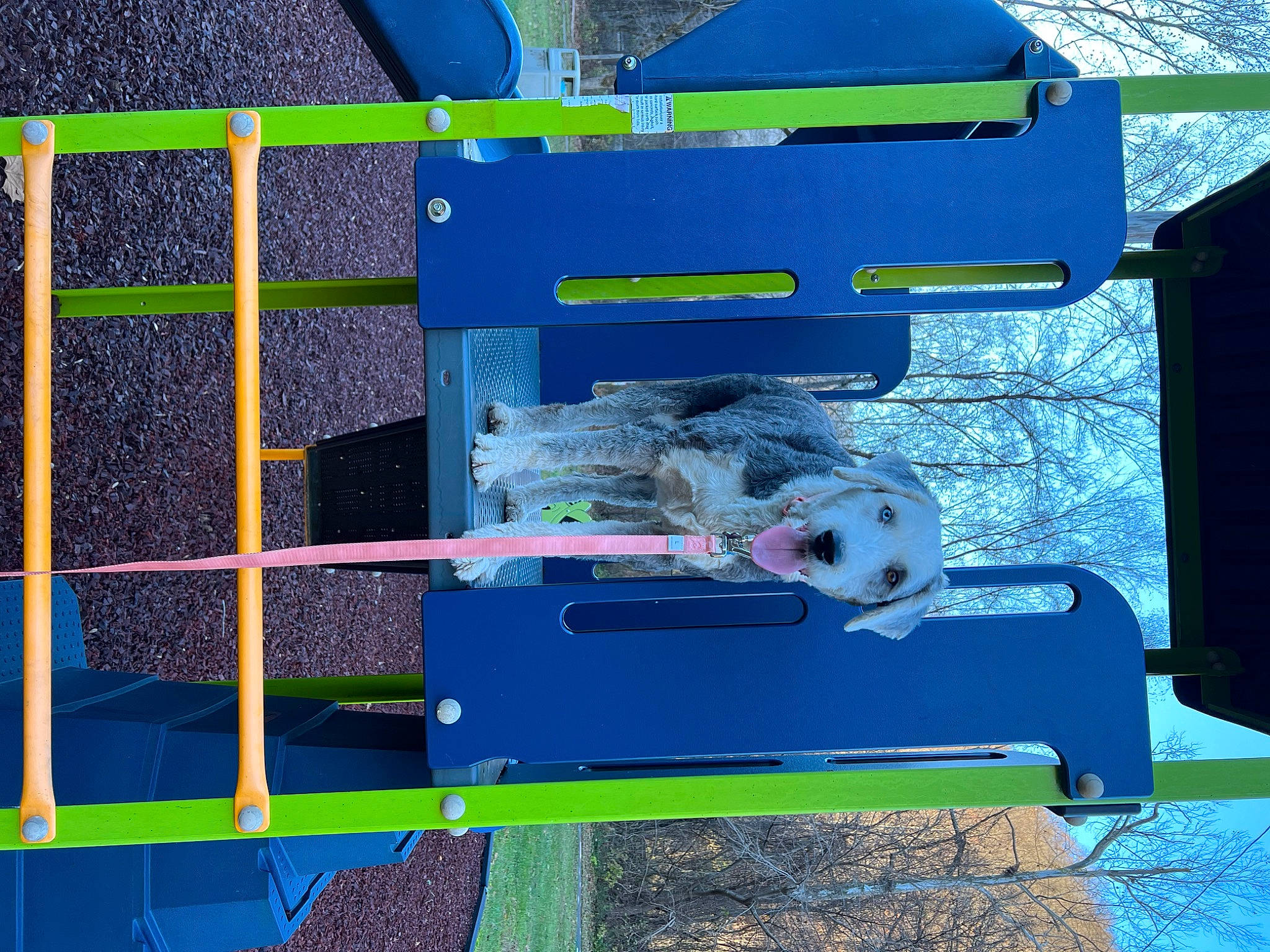 Josie is registered to the contest to win money with this photo: bird_supply, blue, cage, canidae, carnivore, companion_dog, dog, dog_breed, electric_blue, grass, leisure, mesh, net, outdoor_furniture, pet_supply, recreation, rectangle, shade, sporting_group, world