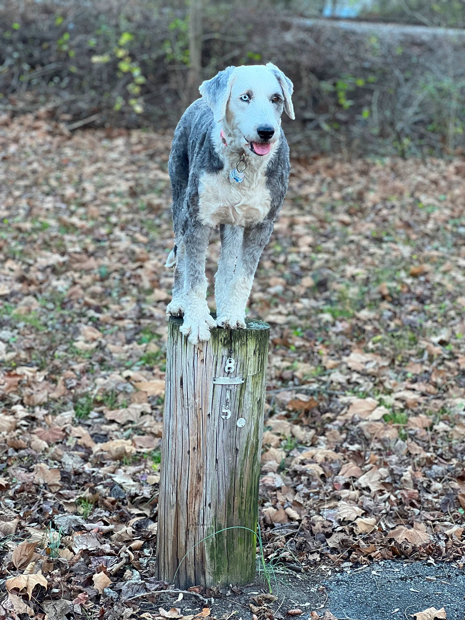Josie is registered to the contest to win money with this photo: canidae, carnivore, companion_dog, dog, dog_breed, fawn, grass, gun_dog, hunting_dog, plant, soil, sporting_group, tail, terrestrial_animal, tree, trunk, wildlife, wood, working_animal, working_dog