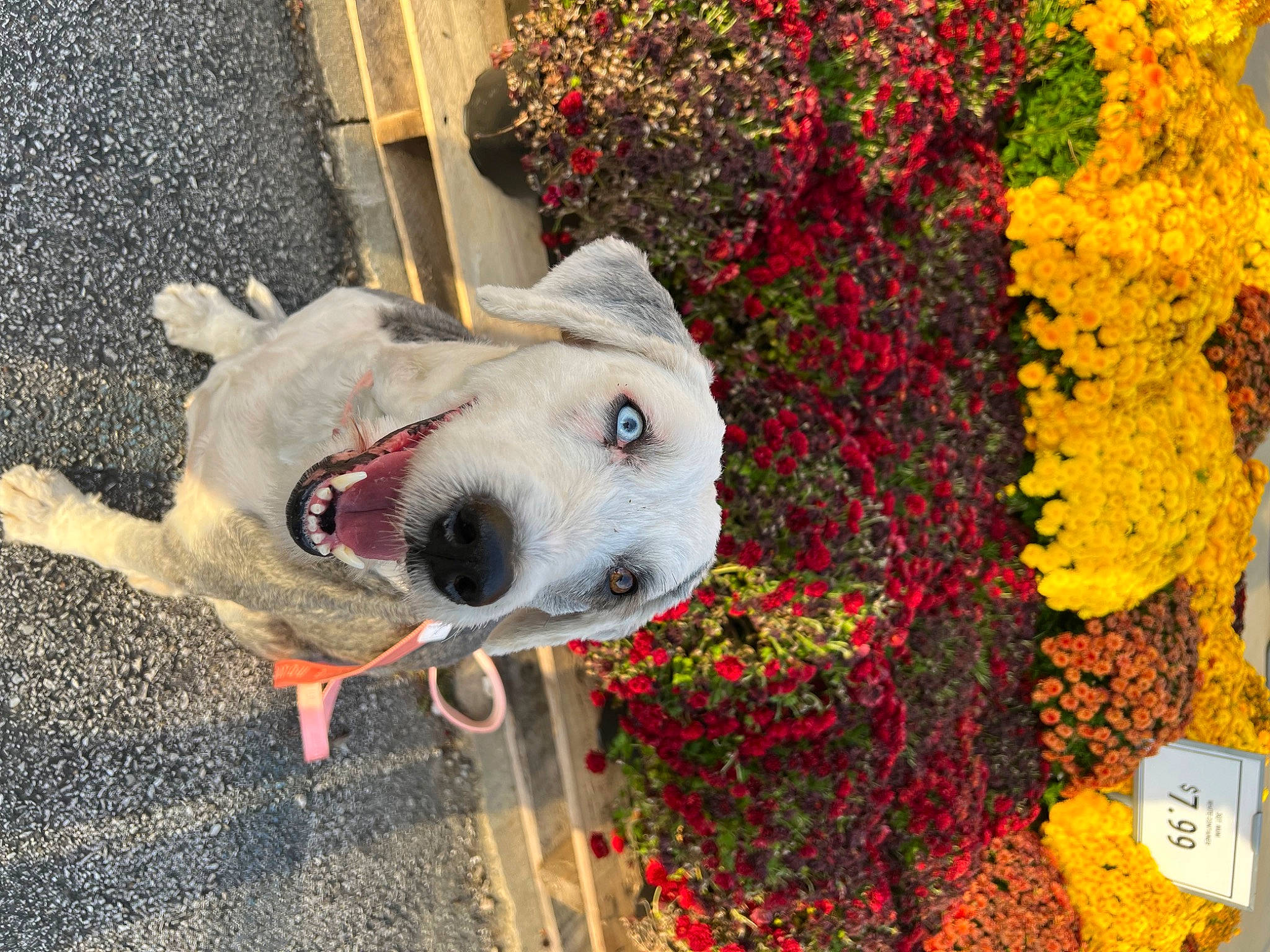 Josie joined the competition — help win amazing prizes! annual_plant, art, artificial_flower, carmine, carnivore, collar, companion_dog, cut_flowers, dog, dog_breed, floral_design, floristry, flower, flower_arranging, flowering_plant, leash, petal, plant, shrub, working_animal