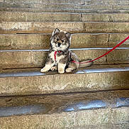 Aïko a rejoint le concours — aidez-le/la à gagner de superbes lots ! animal, brown, canine, curious, cute, dog, fluffy, gray, leash, outdoor, pet, portrait, puppy, red_harness, sitting, small, stairs, stone, white, young