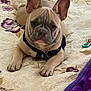 french_bulldog, puppy, dog, pet, lying_down, quilt, floral_pattern, collar, harness, indoor, toy, bedspread, ears, cute, animal, canine, looking_at_camera, resting, home, fur