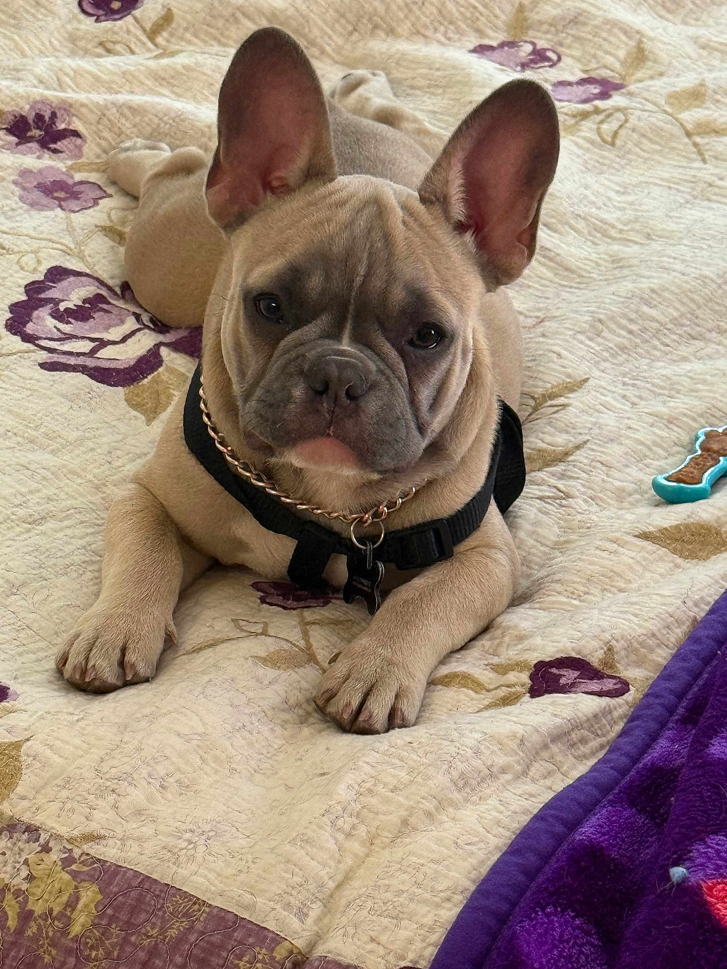 Sylvia Navarro is registered to the contest to win money with this photo: french_bulldog, puppy, dog, pet, lying_down, quilt, floral_pattern, collar, harness, indoor, toy, bedspread, ears, cute, animal, canine, looking_at_camera, resting, home, fur