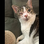 Brittany is registered to the contest to win money with this photo: cat, winking, pet, feline, indoor, couch, blanket, whiskers, fur, closeup, relaxed, cute, animal, mammal, domestic, cozy, comfort, face, ears, nose