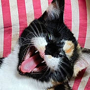 Artémis participe au concours pour gagner de l'argent avec cette photo : cat, calico, yawning, tongue, close_up, pet, animal, feline, striped_background, red, white, black, orange, whiskers, ears, mouth, teeth, relaxed, resting, indoor