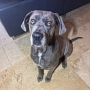 Opaline a rejoint le concours — aidez-le/la à gagner de superbes lots ! dog, gray_dog, portrait, sitting, indoors, tile_floor, leather_sofa, furniture, pet, animal, face, eyes, floppy_ears, short_hair, serious_expression, front_view, tail, home, photography, close_up