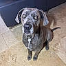 dog, gray_dog, portrait, sitting, indoors, tile_floor, leather_sofa, furniture, pet, animal, face, eyes, floppy_ears, short_hair, serious_expression, front_view, tail, home, photography, close_up