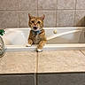 Flash is registered to the contest to win money with this photo: bathroom, bathtub, bell, cat, centered_subject, collar, countertop, cute, funny, indoors, kitten, open_mouth, orange_tabby, paws, pet, photography, plumbing, portrait, tile, white_paws