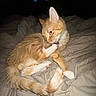 Flash is registered to the contest to win money with this photo: cat, ginger_cat, white_paws, feline, pet, animal, grooming, licking, sleeping, bed, bedding, indoors, bedroom, orange_fur, striped_fur, long_tail, whiskers, ears, cozy, photography