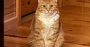 Flash is registered to the contest to win money with this photo: animal, cabin, cat, ears, feline, fluffy, front_view, ginger_cat, green_eyes, indoor, orange_tabby, pet, portrait, sitting, striped_fur, warm_lighting, whiskers, white_chest, wooden_interior, wooden_stairs