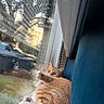 Flash joined the competition — help win amazing prizes! animal, blue_chair, cat, ears, fur, indoors, lounging, orange_cat, pet, pink_paws, portrait, relaxed, sleeping, sunlight, toe_beans, urban_view, whiskers, white_paws, window, window_reflection