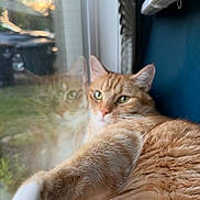 Flash is registered to the contest to win money with this photo: animal, cat, closeup, cozy, ears, feline, fur, green_eyes, home, indoors, lying_down, orange_tabby, pet, photography, portrait, reflection, relaxed, sunlight, whiskers, window