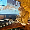cat, orange_cat, tabby, feline, sitting, desk, computer, monitor, laptop, keyboard, gaming_keyboard, mouse, notepad, workspace, indoors, wood_paneling, home_office, technology, cozy, pet