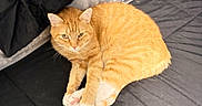 Flash joined the competition — help win amazing prizes! cat, orange_tabby, ginger_cat, feline, pet, animal, fur, whiskers, ears, eyes, paws, white_paws, striped_fur, lying_down, relaxed, bed, blanket, bedroom, indoor, portrait