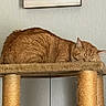 Flash is registered to the contest to win money with this photo: cat, orange_cat, sleeping, sleepy, pet, feline, curled_up, fur, whiskers, ears, closed_eyes, scratching_post, cat_tree, rope, hanging_toy, indoor, home, wall, framed_sign, relaxed