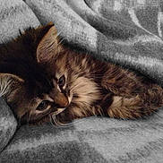 Louna a rejoint le concours — aidez-le/la à gagner de superbes lots !