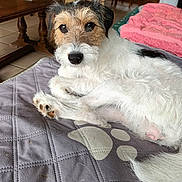 Anouchka participe au concours pour gagner de l'argent avec cette photo : dog, pet, indoor, quilted_blanket, paw_print, fur, scruffy, lying_down, curious, brown, white, black, face, paw, tail, wooden_table, towel, floor_tile, home, relaxed