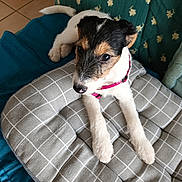 Anouchka a rejoint le concours — aidez-le/la à gagner de superbes lots ! black_fur, brown_fur, checkered_pillow, close_up, couch, cute, dog, home, indoor, nose, pet, pink_harness, puppy, resting, small_animal, sofa, teal_upholstery, tile_floor, white_fur, wide_eyes