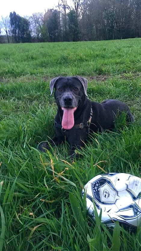 Bruthus participe au concours pour gagner de l'argent avec cette photo : borador, canidae, carnivore, companion_dog, dog, dog_breed, dog_collar, grass, grassland, guard_dog, gun_dog, pasture, personal_protective_equipment, plant, pointing_breed, prairie, retriever, sporting_group, tree, working_animal