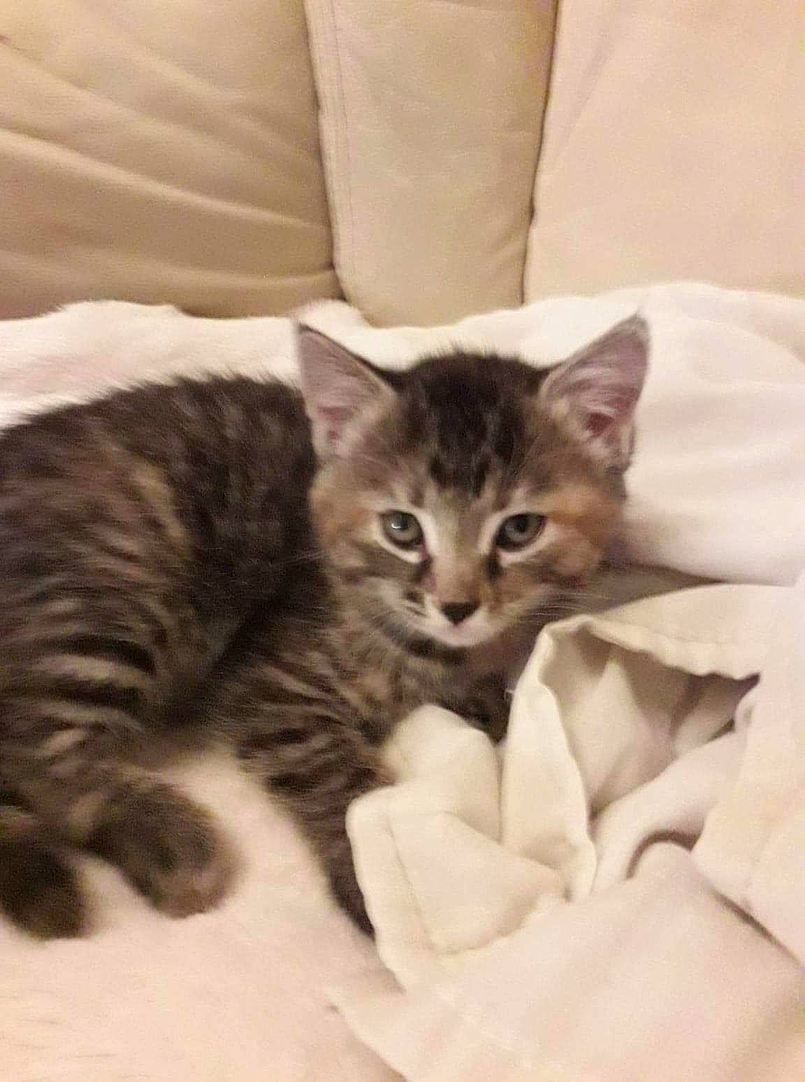 Mimi a rejoint le concours — aidez-le/la à gagner de superbes lots ! bed, bedding, carnivore, cat, cat_supply, claw, comfort, domestic_short_haired_cat, eye, felidae, fur, linens, nap, paw, small_to_medium_sized_cats, snout, tail, terrestrial_animal, whiskers