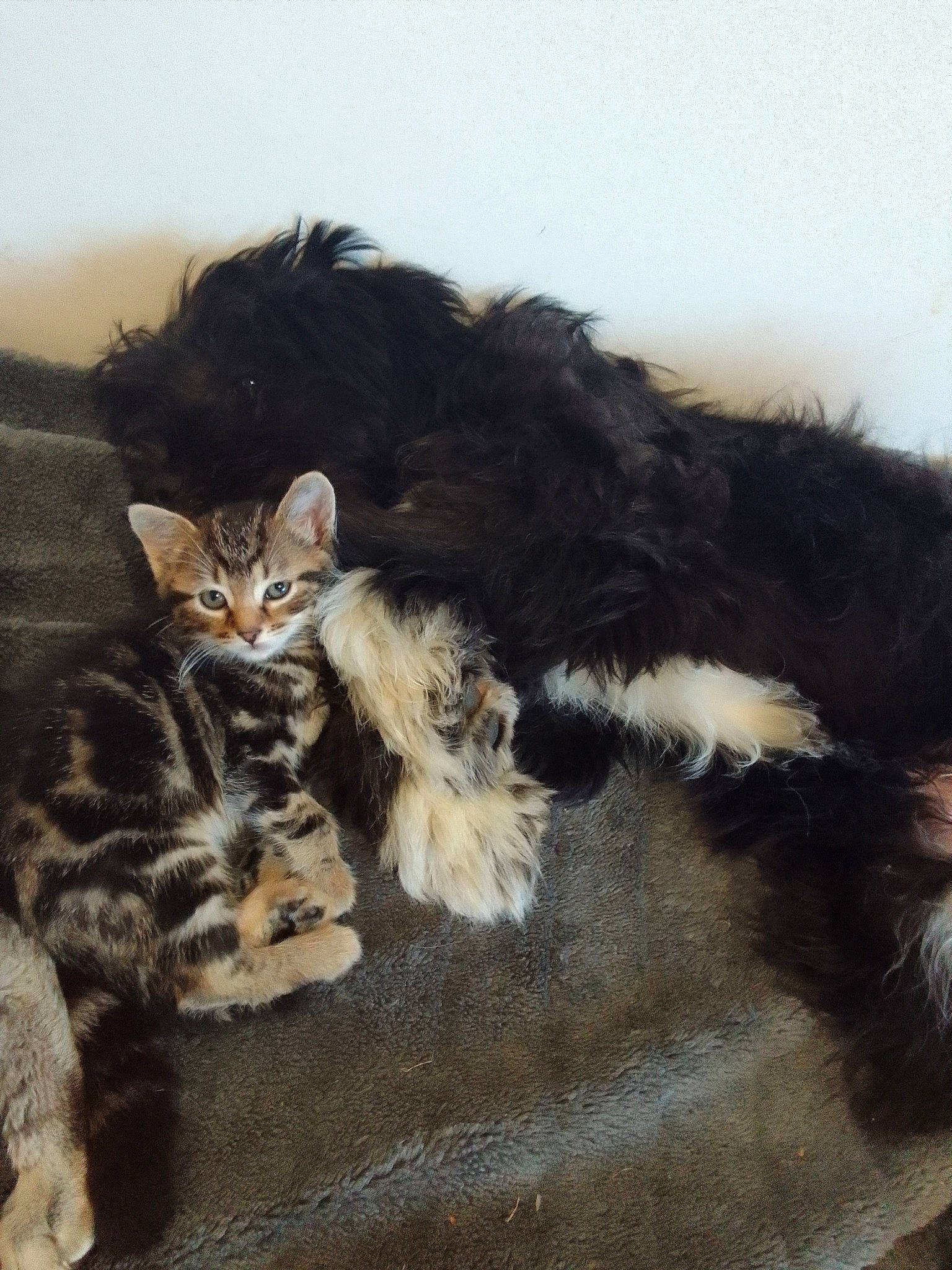 Shadow participe au concours pour gagner de l'argent avec cette photo : black_cat, canidae, carnivore, cat, claw, comfort, companion_dog, dog_breed, domestic_short_haired_cat, fawn, felidae, foot, fur, nap, paw, small_to_medium_sized_cats, snout, tail, terrestrial_animal, whiskers