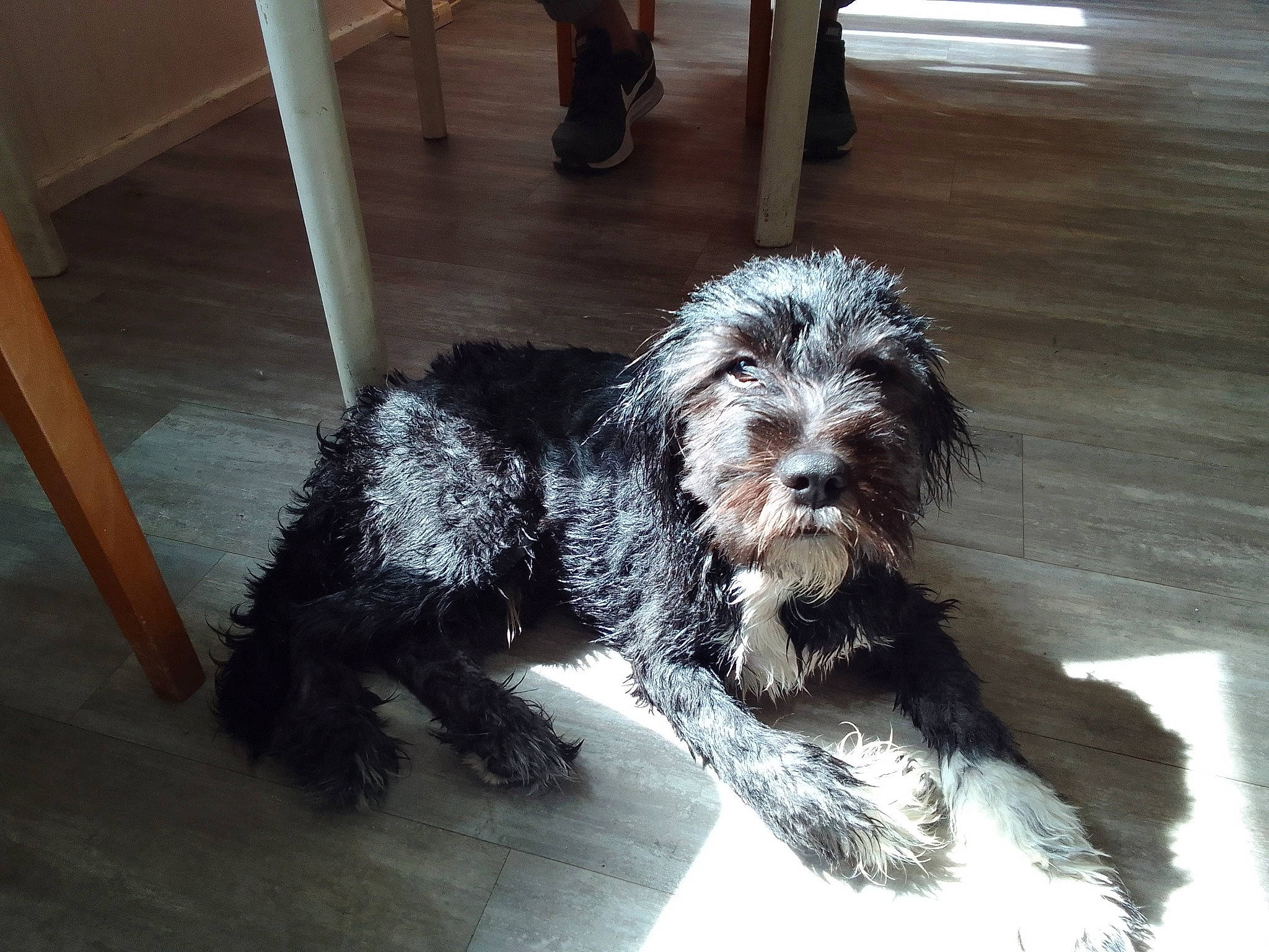 Shadow a rejoint le concours — aidez-le/la à gagner de superbes lots ! canidae, carnivore, companion_dog, dog, dog_breed, dog_collar, flooring, fur, hardwood, liver, maltepoo, non_sporting_group, snout, sporting_group, tail, terrier, toy_dog, water_dog, working_animal, working_dog